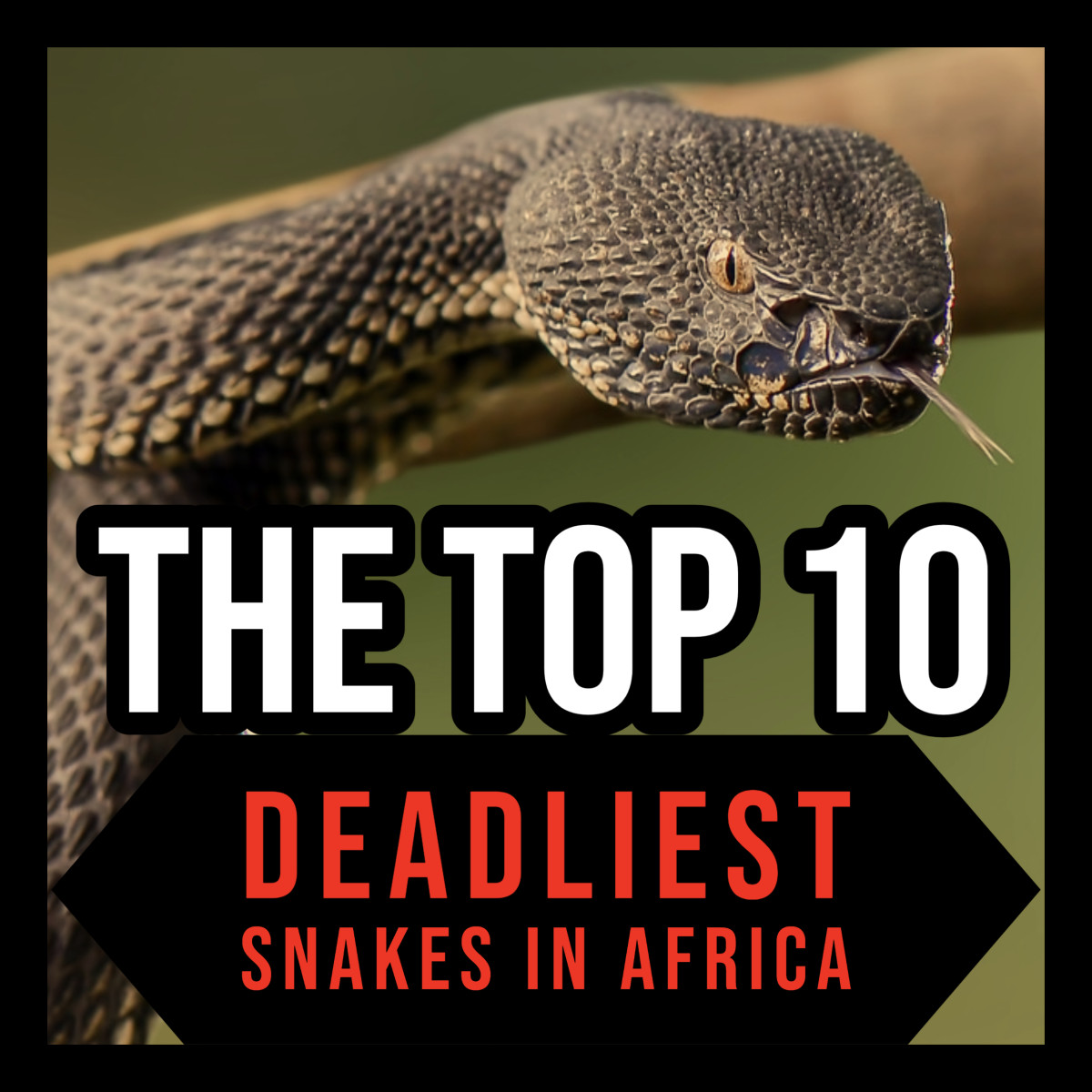 From the Mozambique spitting cobra to the infamous black mamba, this article ranks Africa's 10 deadliest snakes!