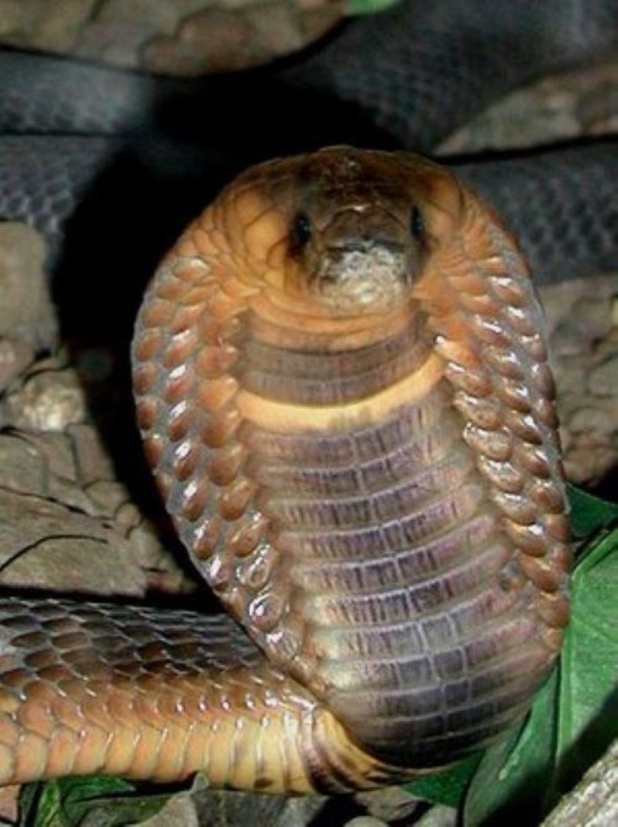 The Egyptian cobra.