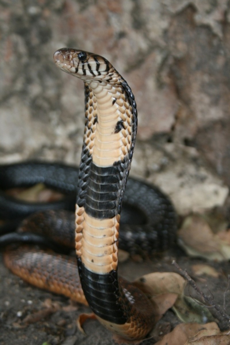 The forest cobra.