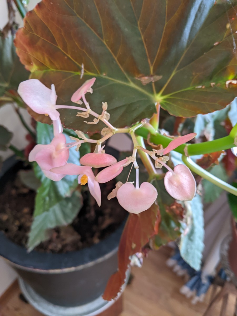 begonia-it-blooms