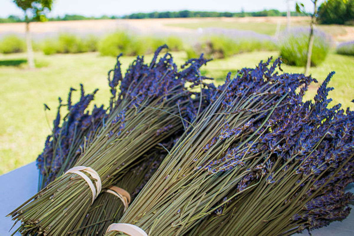 Herbs 101: Lavender