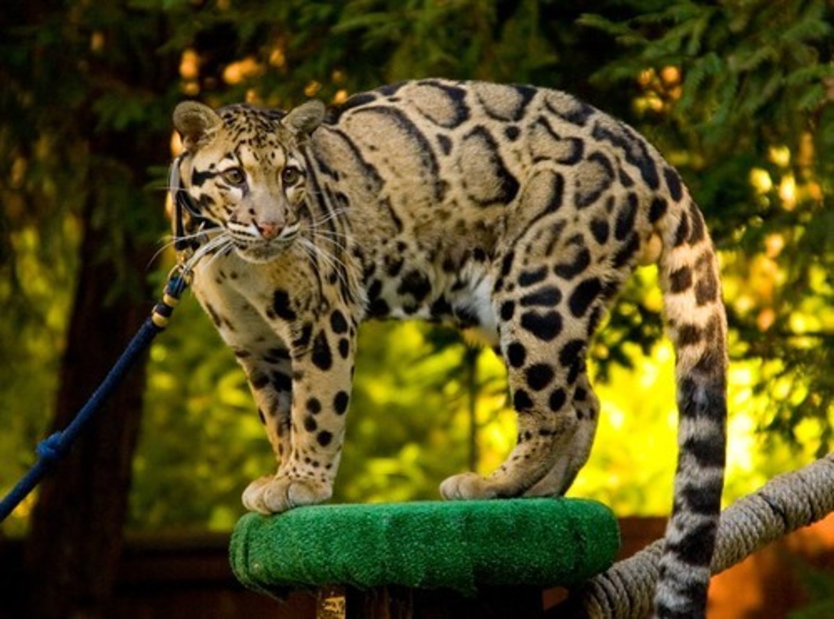 The Rarest Exotic Cats That Are Kept as Pets