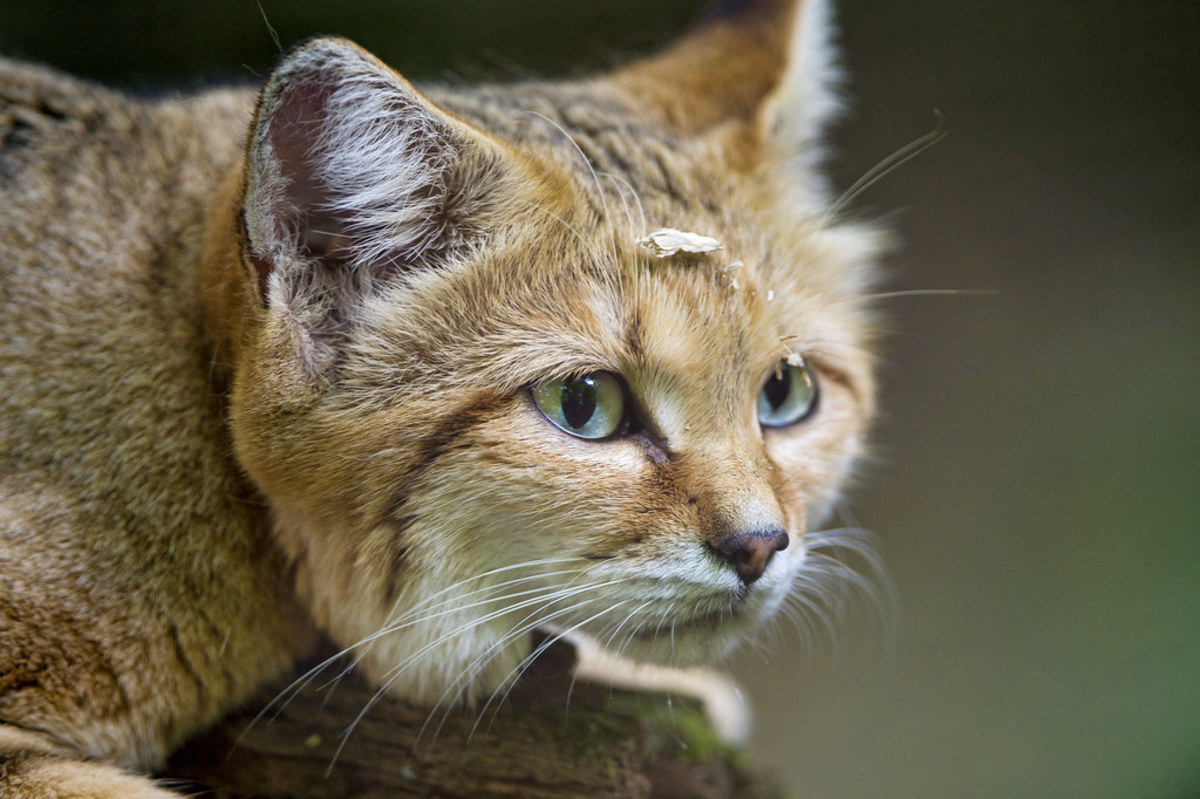 The Rarest Exotic Cats That Are Kept as Pets
