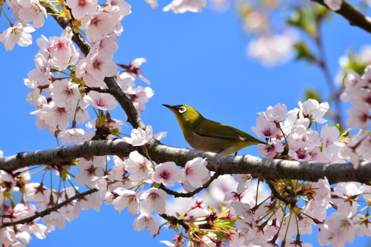 A bird in a cherry blossom tree
