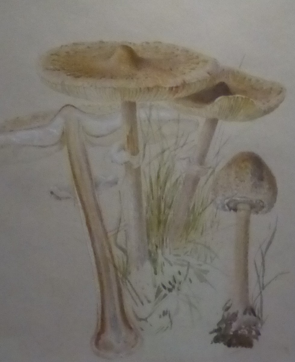 Slender Parasol (Macrolepiota Mastoidea) Watercolour by Beatrix Potter 1896. Image by Frances Spiegel (2022) with permission from the V&A. All Rights Reserved.