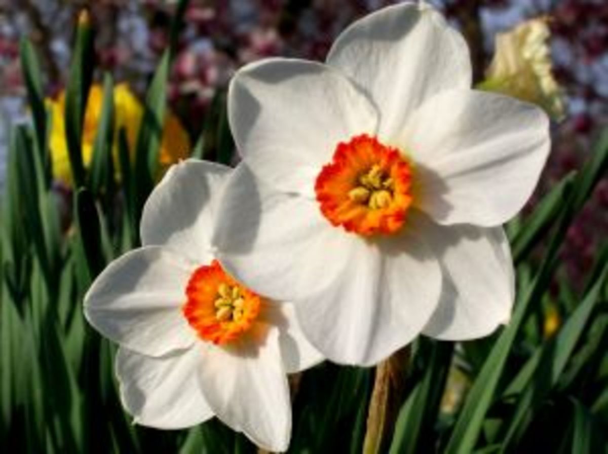 Narcissus, Daffodils And Jonquils - True Signs Of Spring