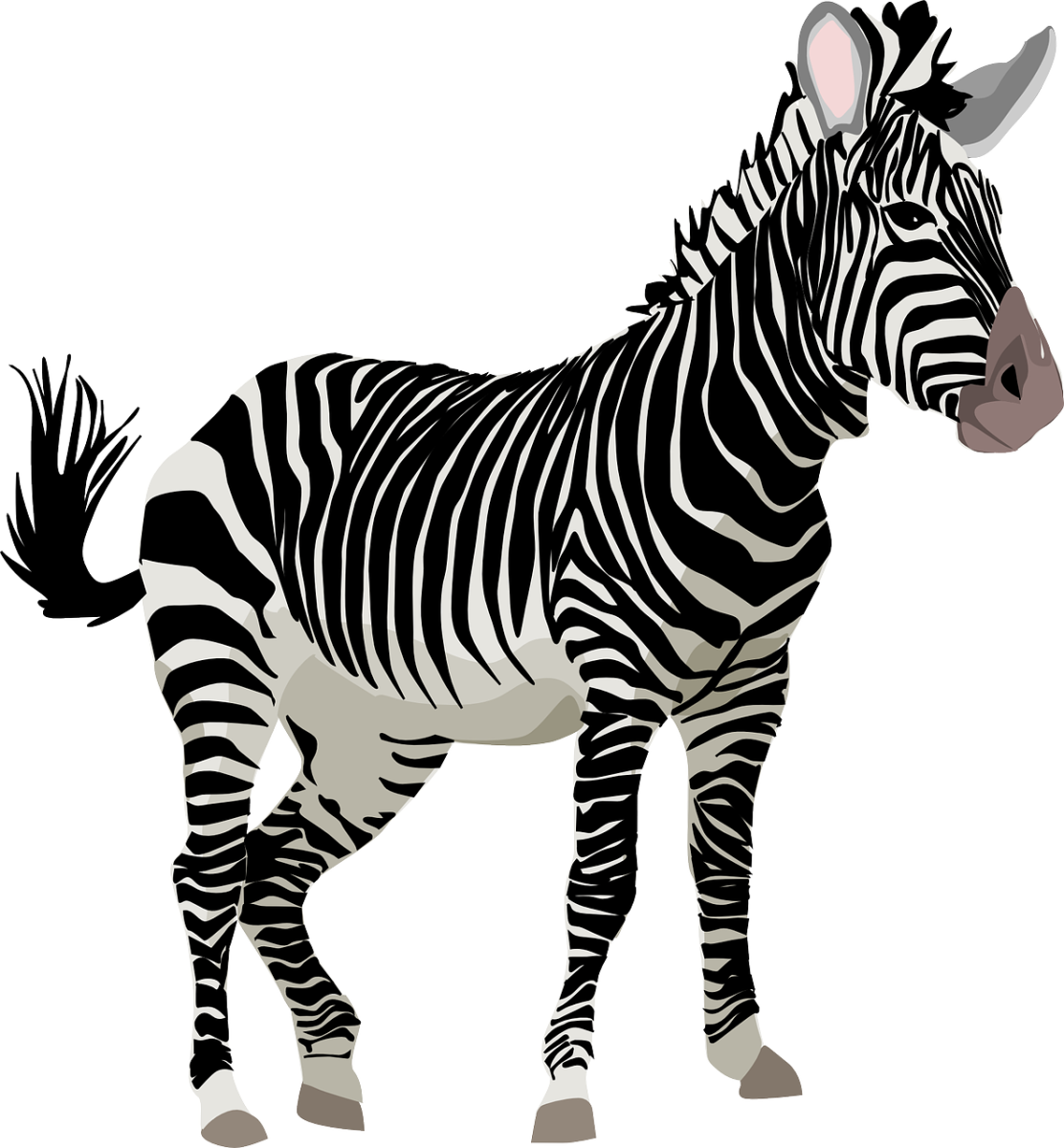 Zebra: Image by OpenClipart-Vectors from Pixabay