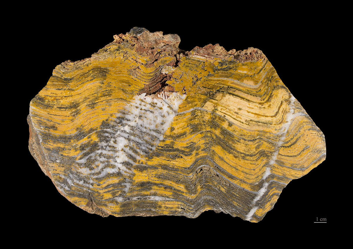 A fossil stromatolite from Australia.  Image by Archeodontosaurus, courtesy Wikimedia Commons.