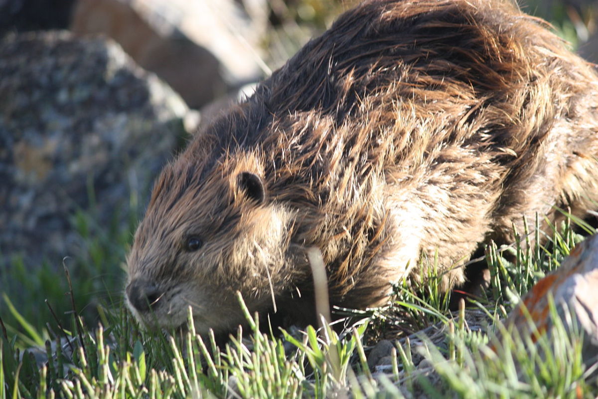 A beaver at work.  Photo by 'makedocreative', courtesy Wikimedia Commons.