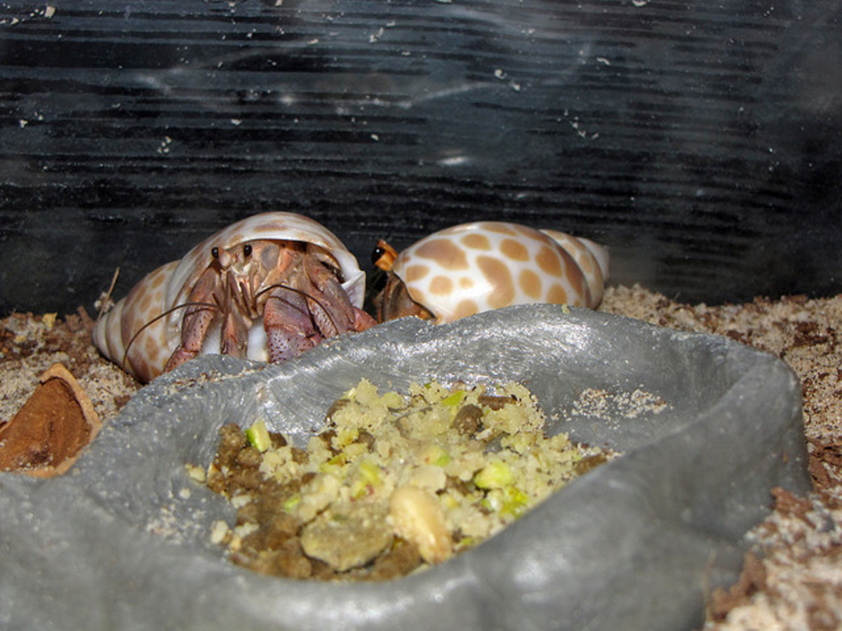 Hungry hermit crabs eyeing some food. 