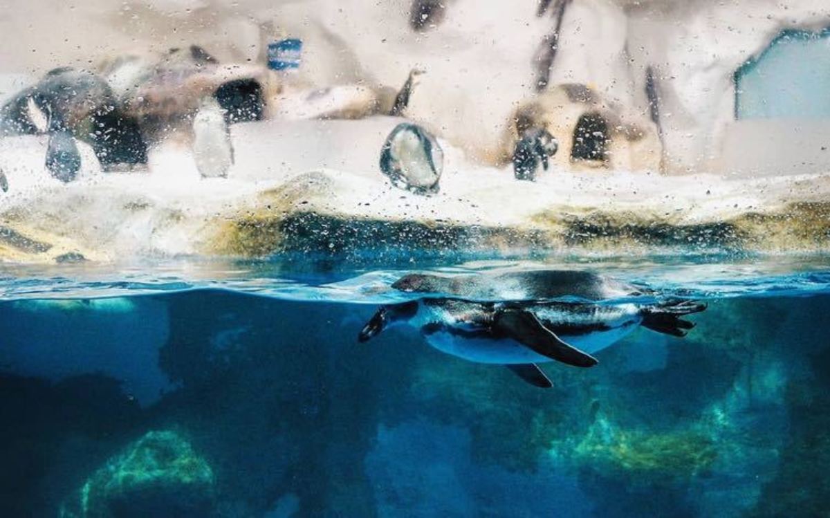 At the country's first Augmented Reality park, interact with the park's signature interactive whale shark, dolphin, Philippine Eagle, and more. 