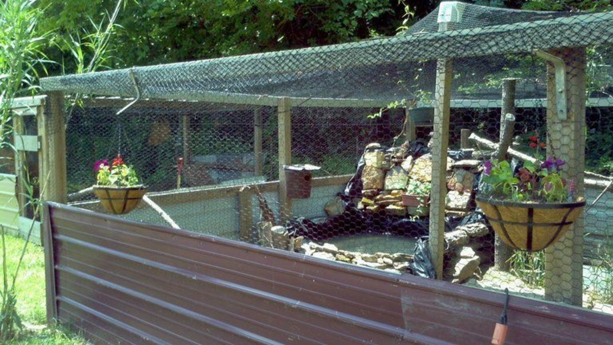 How to Take Care of Mandarin Ducks PetHelpful