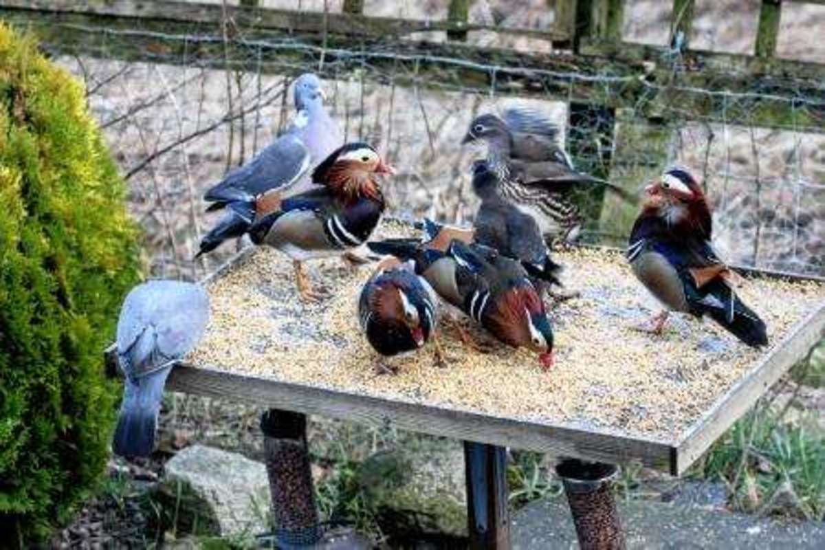 Mandarin ducks sharing a feeding station with wood pigeons.