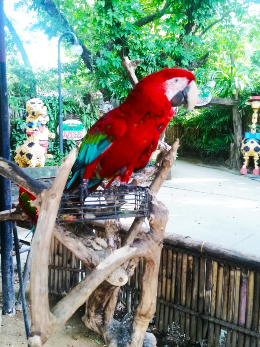 The cutest parrot ever! It can say "Hi!" "What's your name" "How are you". Hilarious!