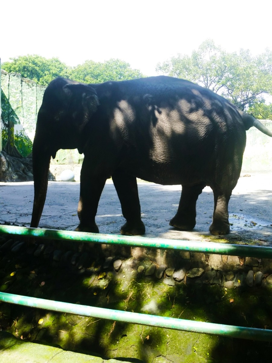 Her name is Maali a female Asian elephant well recognized for being a prominent attraction at Manila Zoo in Manila, Philippines.