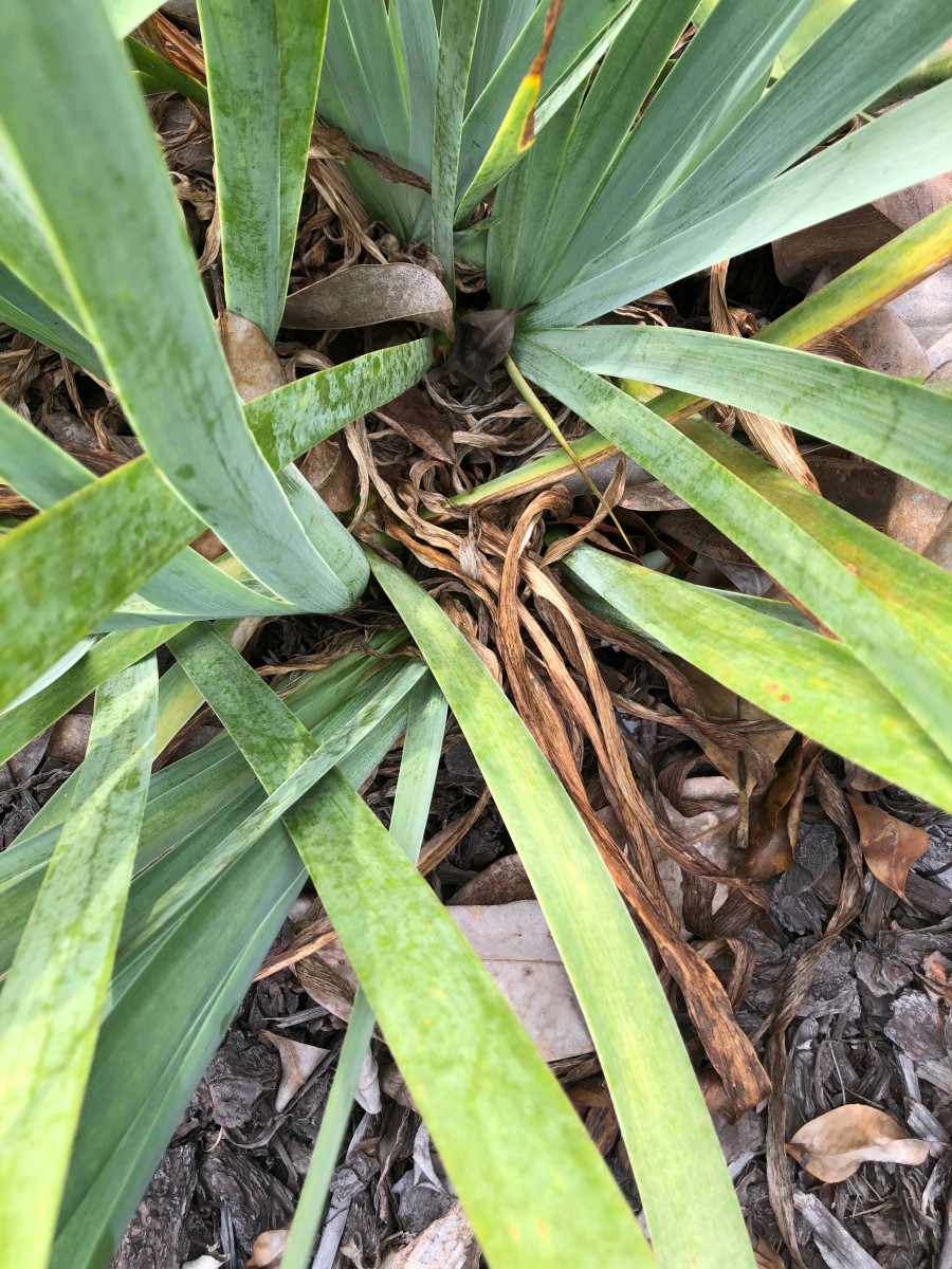 Bearded Iris and How to Plant Them Dengarden
