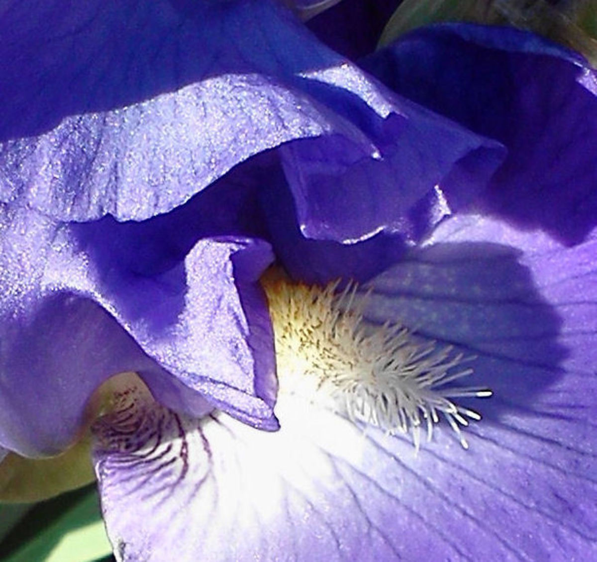 how-to-plant-bearded-iris