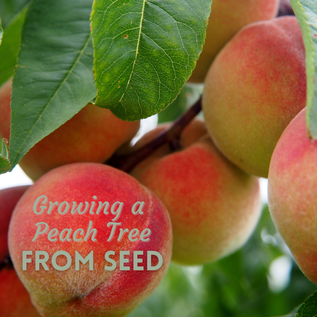 You can grow a peach tree from seed. Here's how!