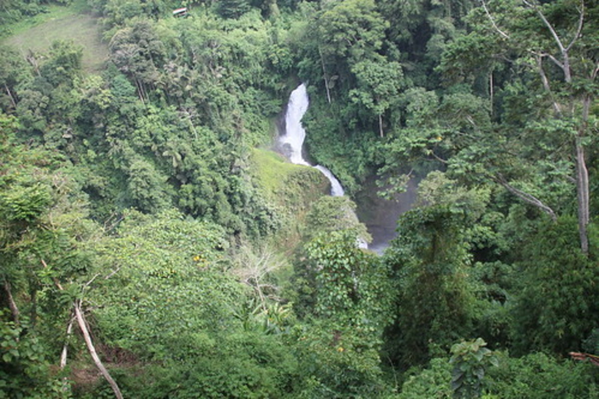 Mindanao rainforest, supposed home of the Tasaday people.