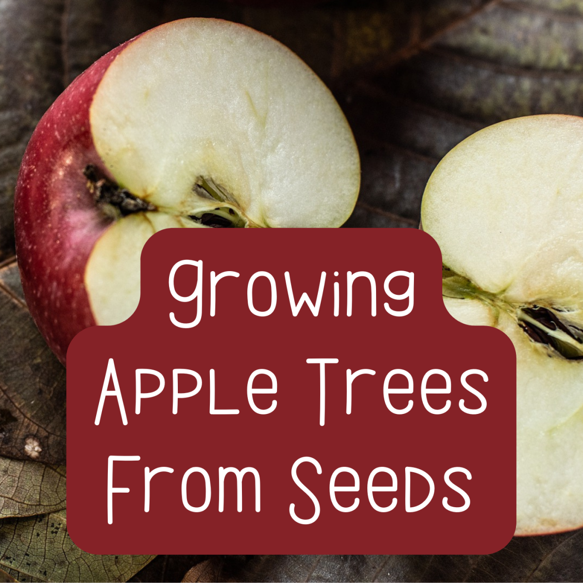 Did you know that you can plant any apple seed and grow a seedling? Learn how!
