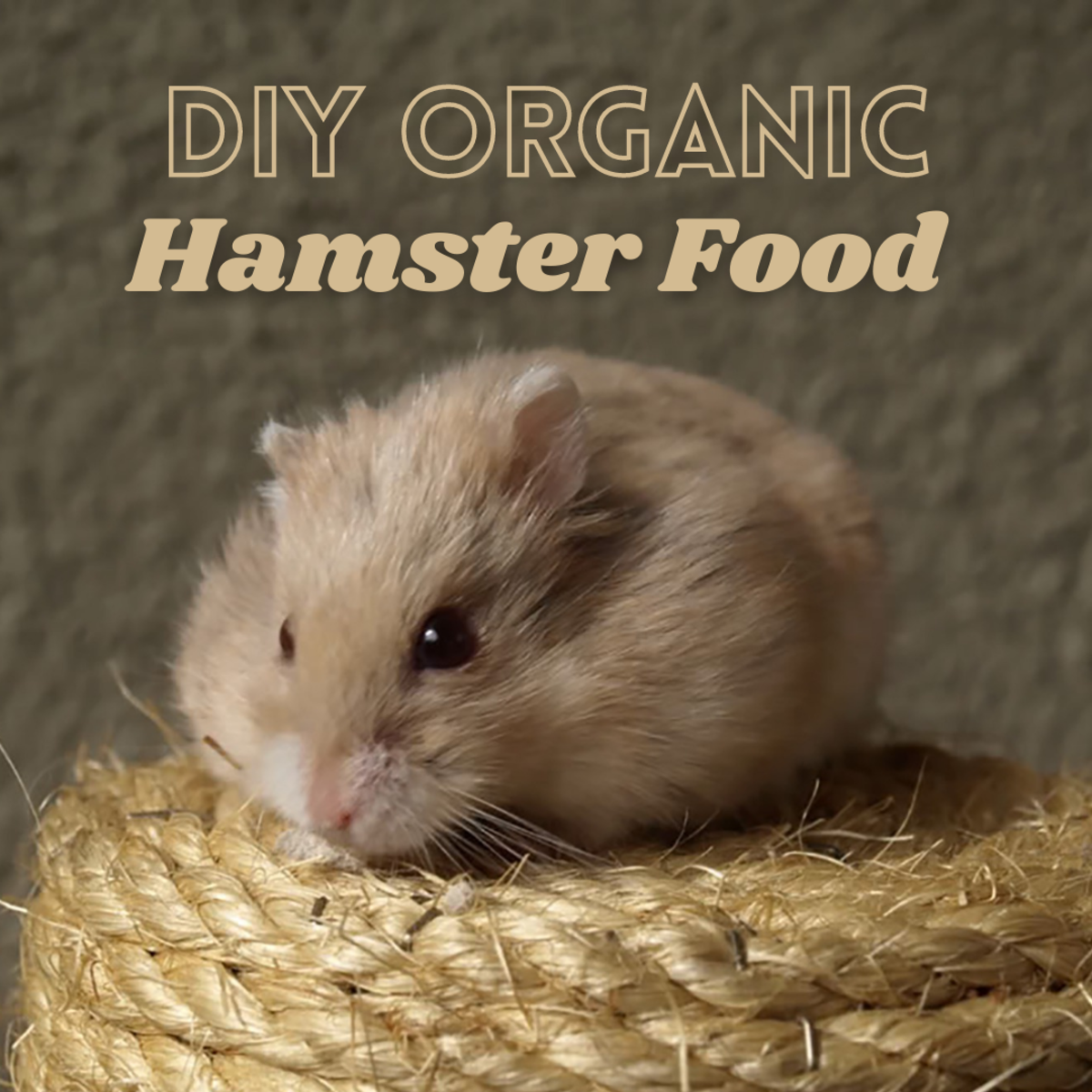 DIY organic hamster food recipe and guide to feeding your hamster