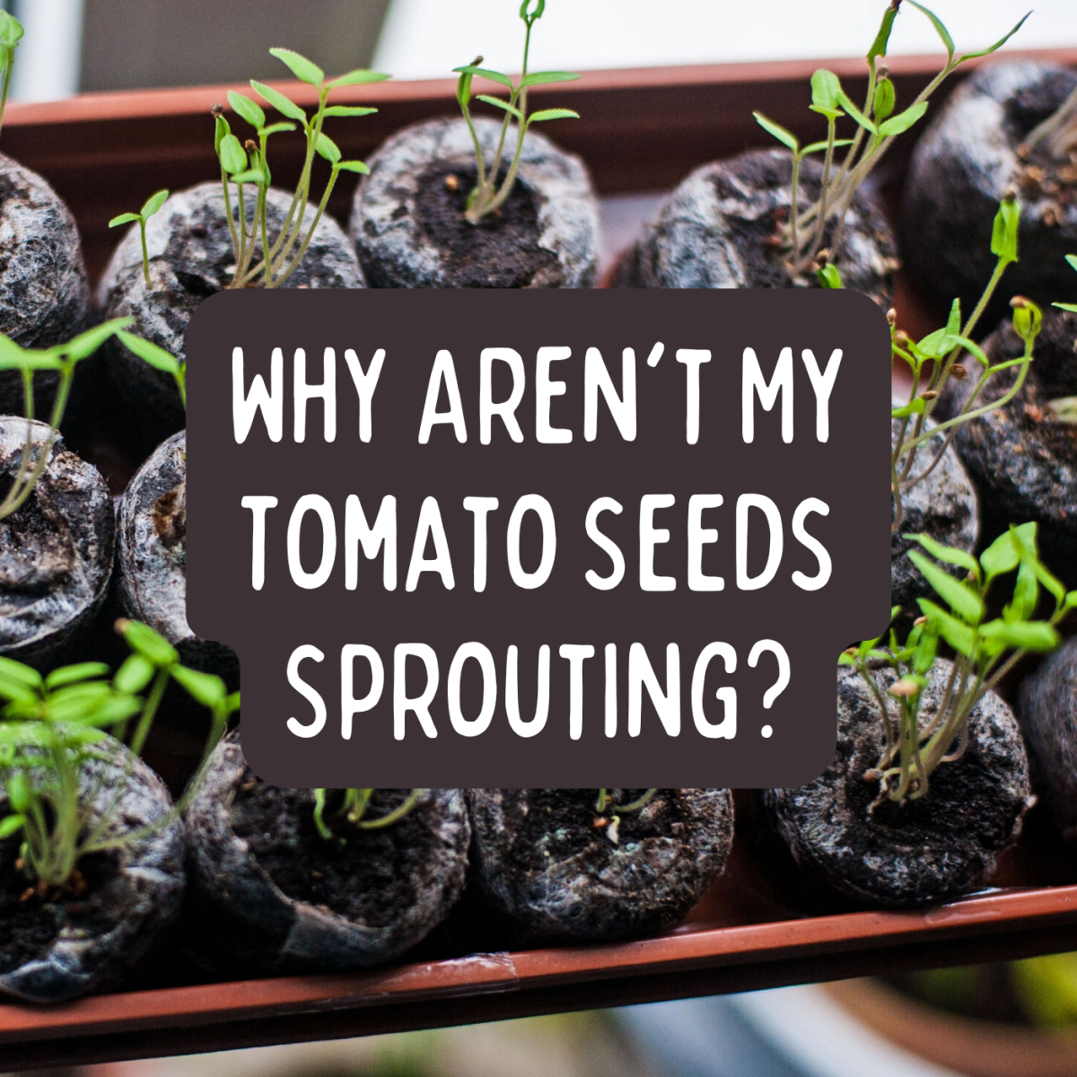 Are you waiting and waiting for your tomato seedlings to pop out of the soil? Discover some reasons why they might be failing to germinate.