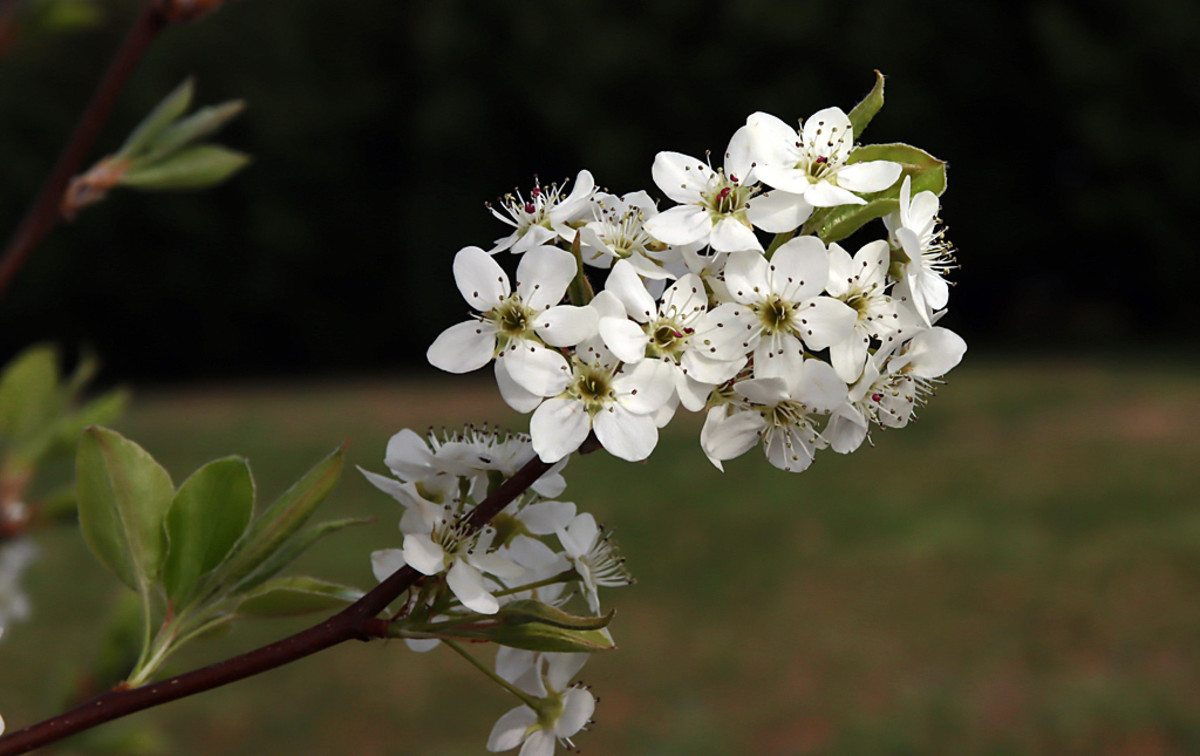 The Bradford pear has bright white springtime flower clusters.