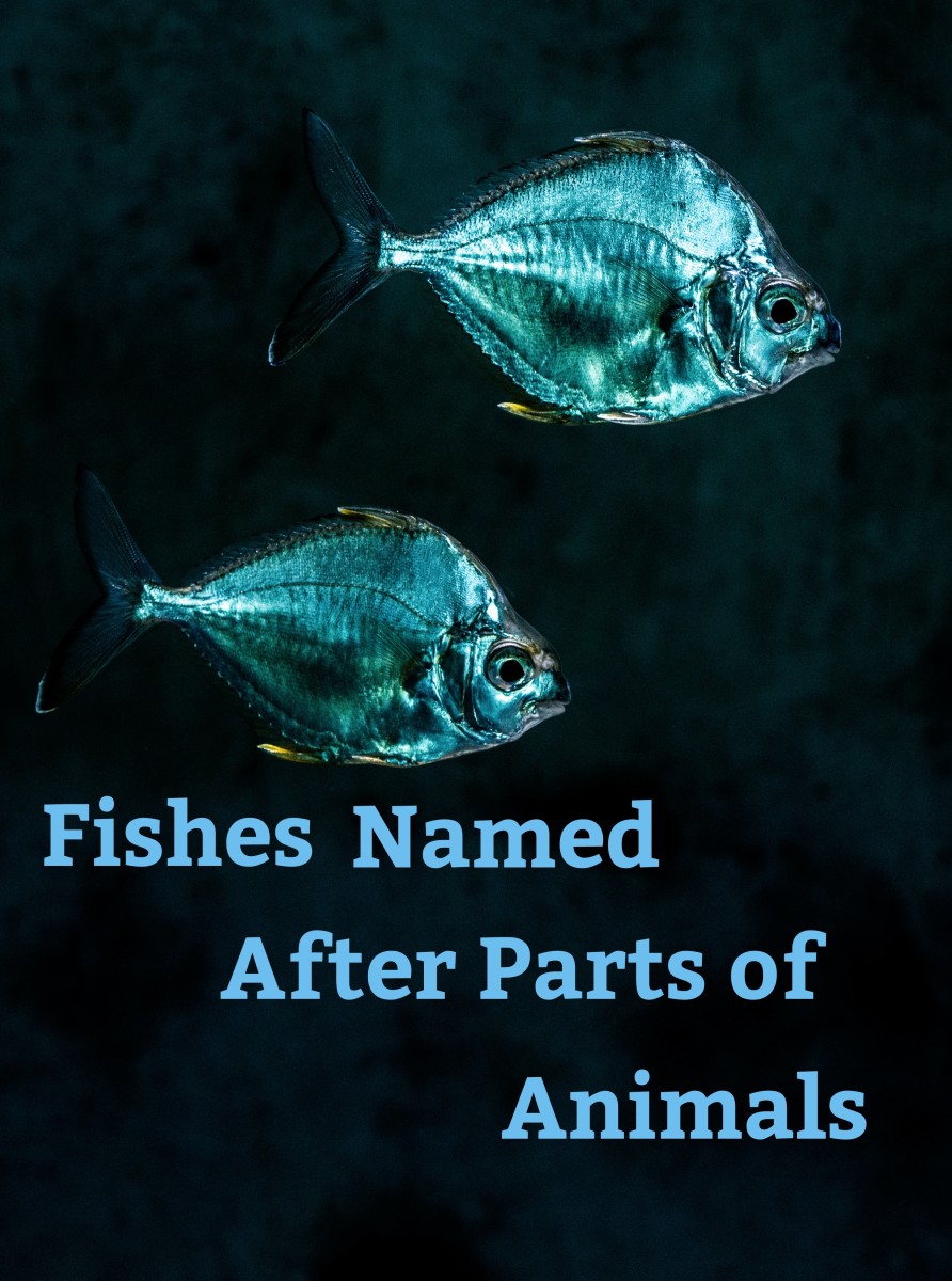 Read on to learn about five fishes named after parts of animals.