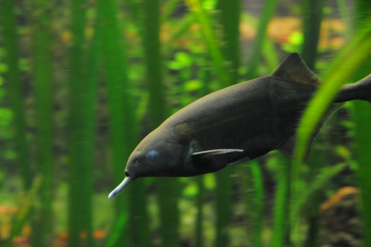 Elephantnose fish (Gnathonemus petersii) 
