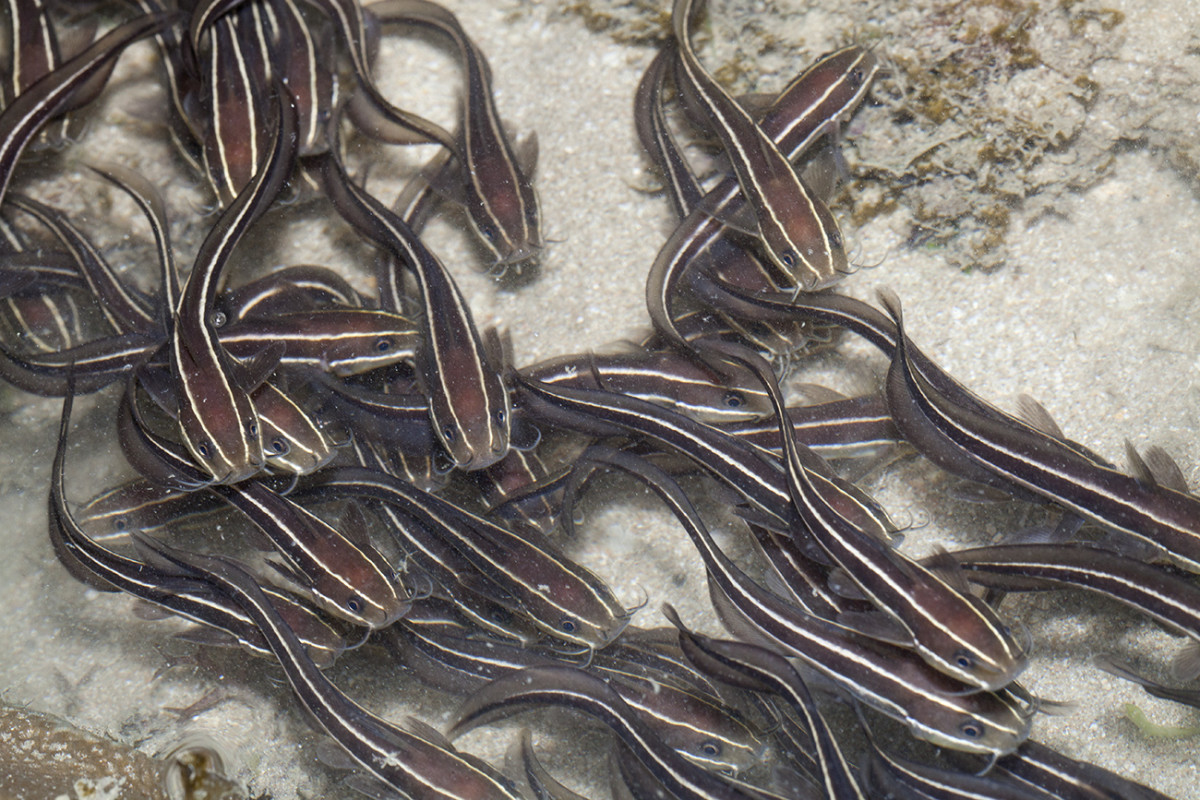 Marine eel-tailed catfish