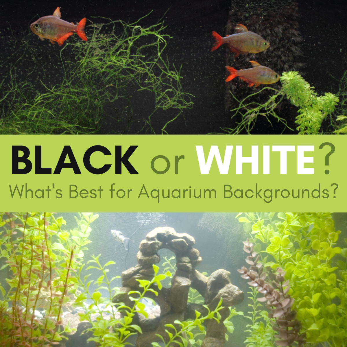 Is it better to use a plain black background for your aquarium or a white one? What about blue backgrounds or underwater scenery prints? Learn everything about backgrounds here.