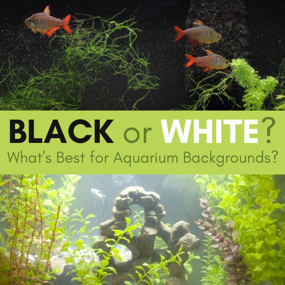 Shades of Aquarium Style: Exploring Black and White Background