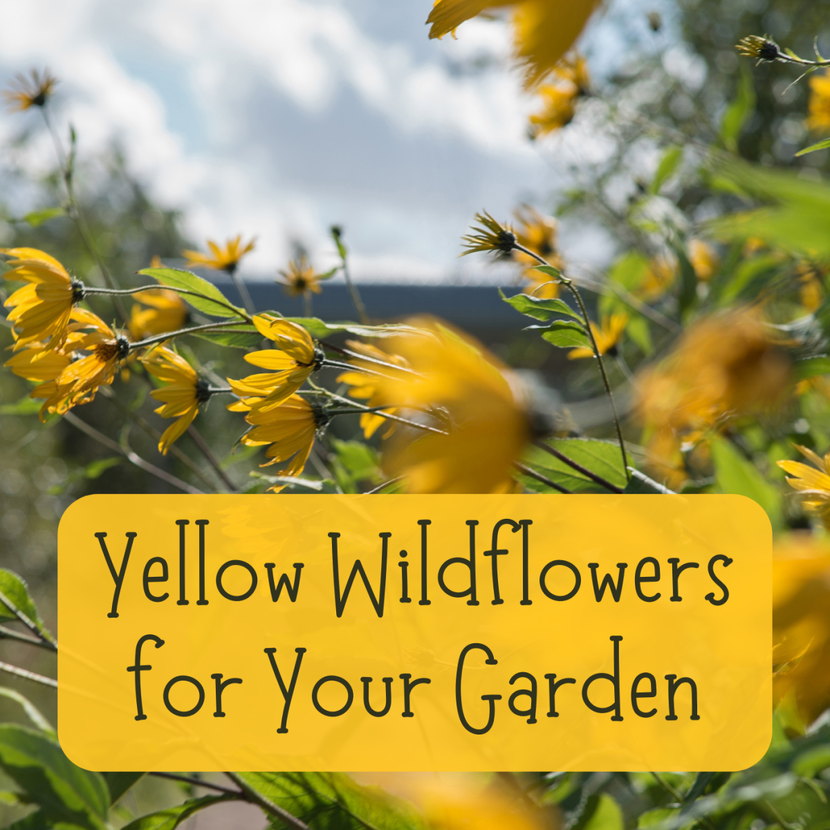 If you want to incorporate more native plants into your flower garden, try these sunny yellow wildflowers.