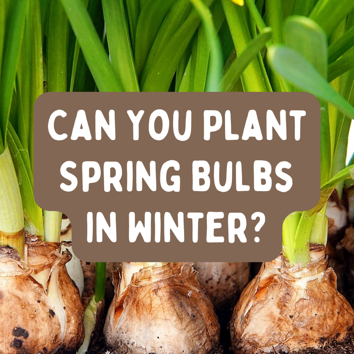 Spring bulbs are usually planted in fall, but it's not too late to plant them in winter!
