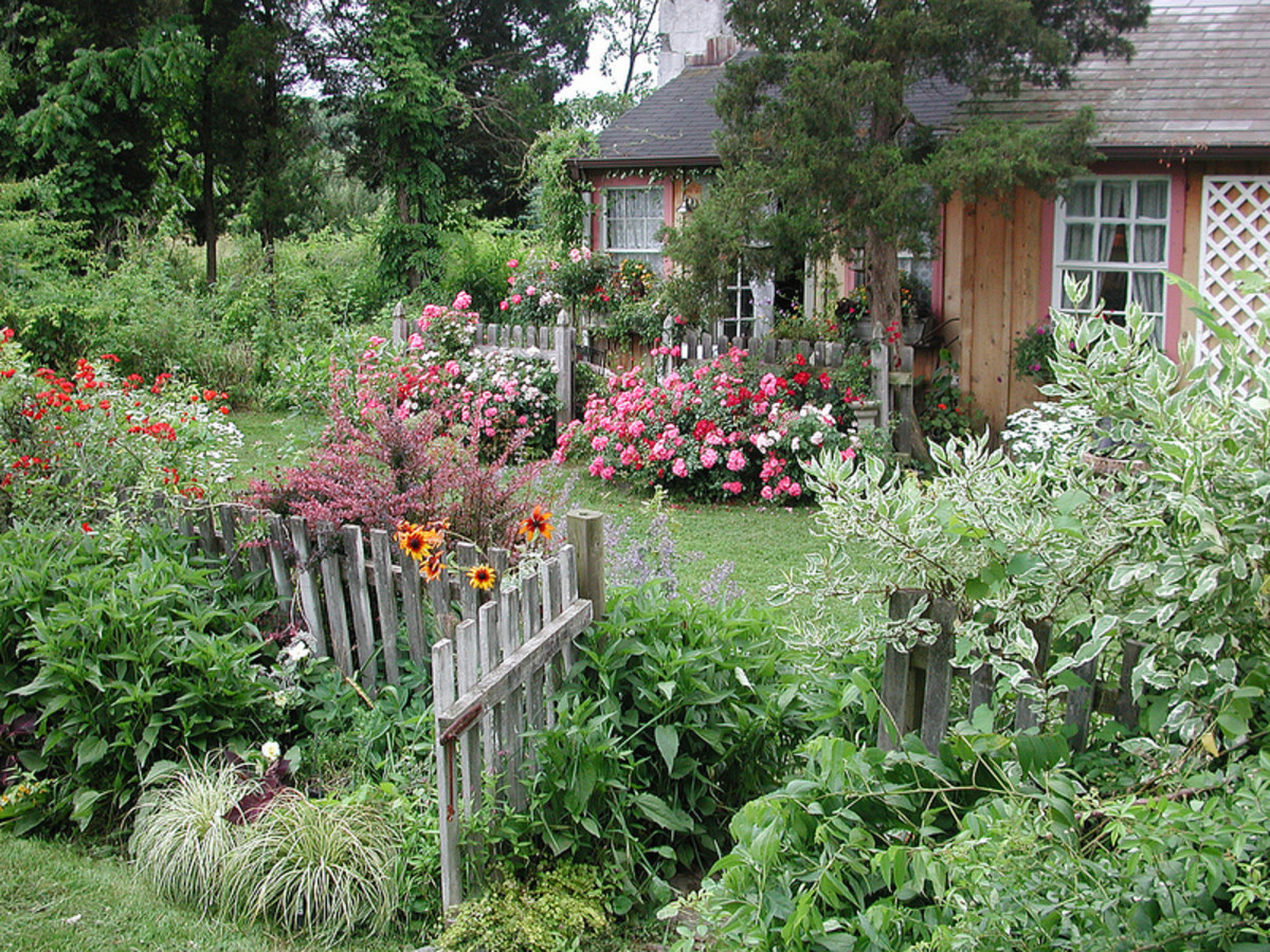 How To Grow A Cottage Garden - HubPages