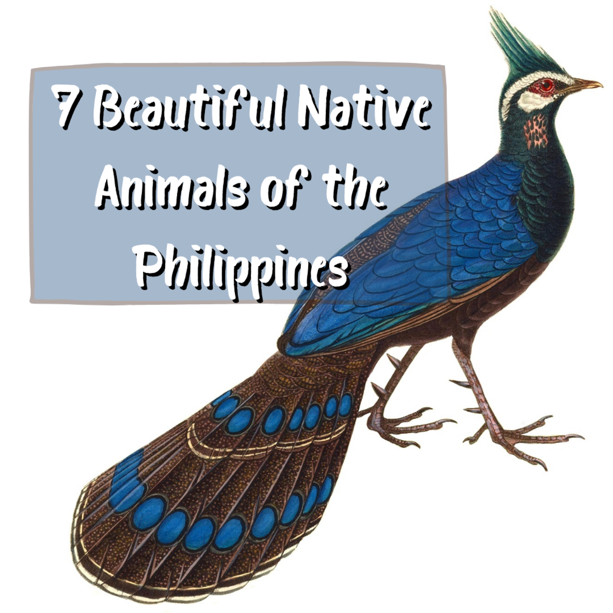 Read on to learn about 7 of the most enchantingly beautiful animals native to the Philippines. Pictured above is a Palawan peacock-pheasant, drawn in 1838 by Nicolas Huet and Jean Gabriel Prêtre.