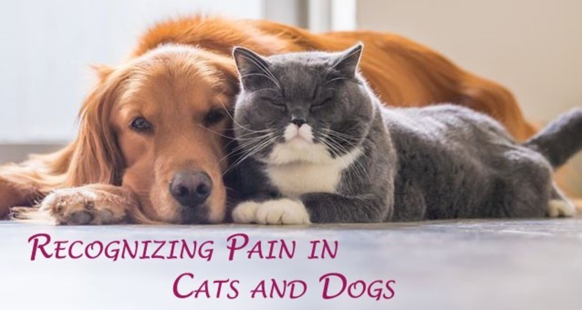 pain-and-problem-behavior-in-cats-and-dogs