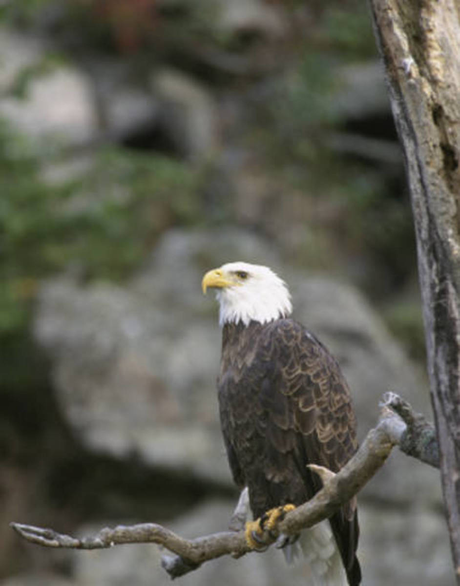 The Skagit River Bald Eagles