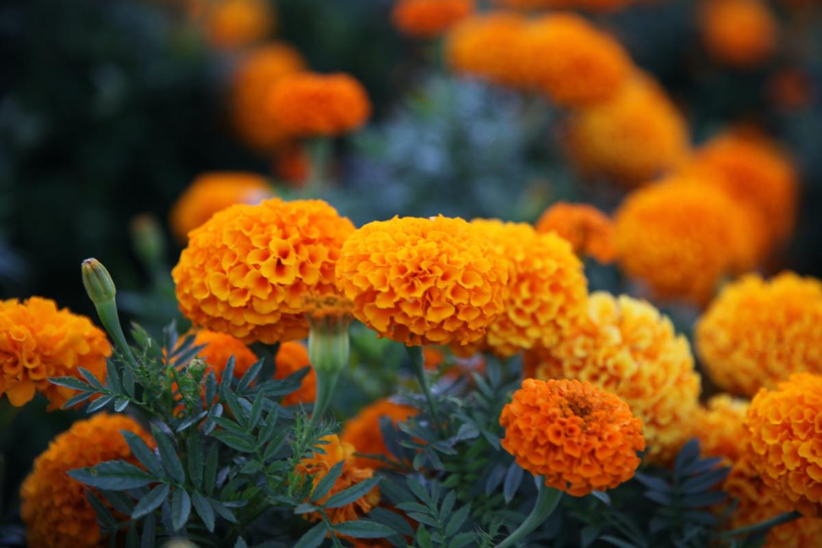 Plant tomatoes with marigolds to keep garden pests away!