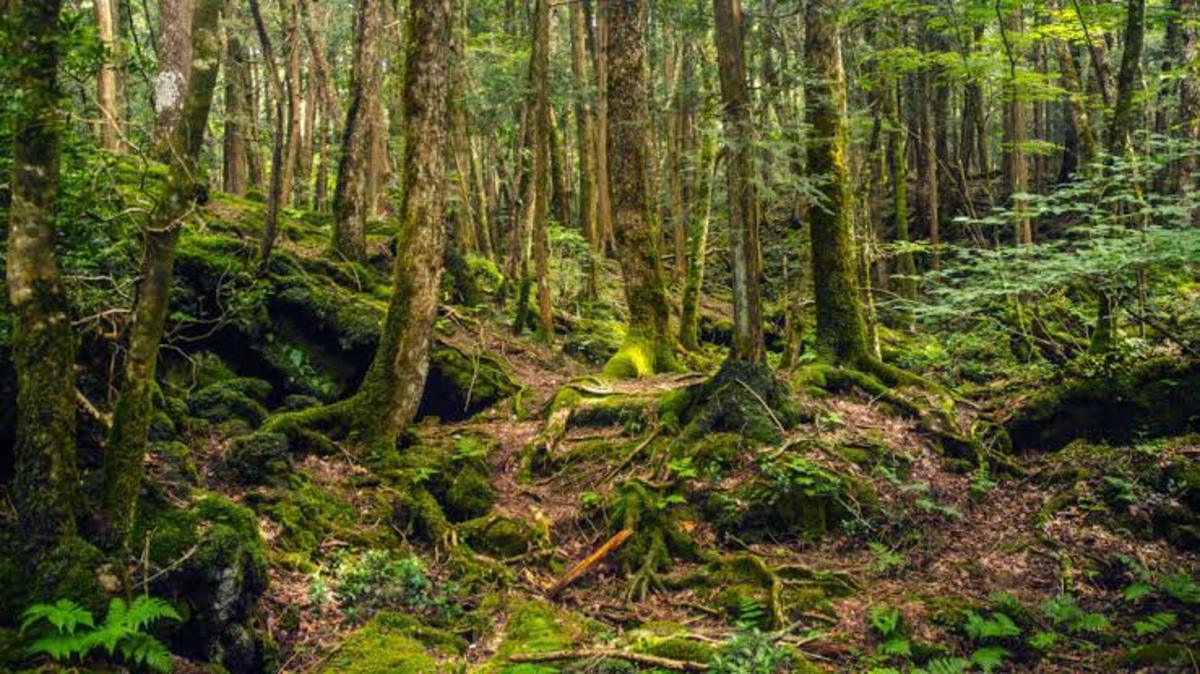 Aokigahara:  known as the Sea of Trees or the Suicide Forest, is a forest on the northwestern flank of Japan's Mount Fuji, thriving on 30 square kilometres of hardened lava.