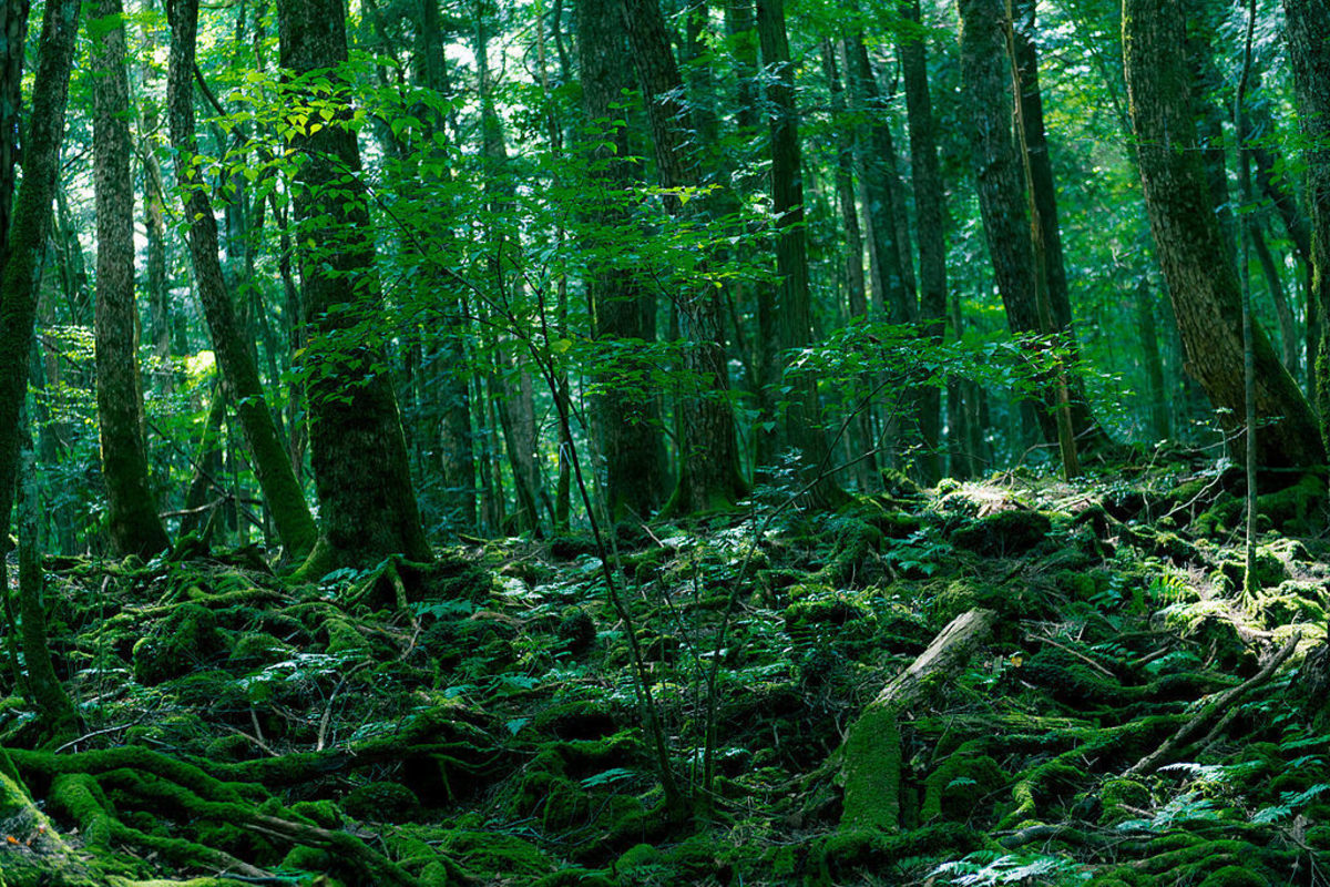 The forest has a historical reputation as a home to yūrei: ghosts of the dead in Japanese mythology. In recent years, Aokigahara has become internationally known as "the Suicide Forest", one of the world's most-used suicide sites.