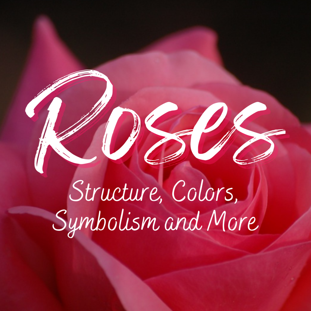 The Rose Flower Structure, Uses and Symbolism (With Pictures)