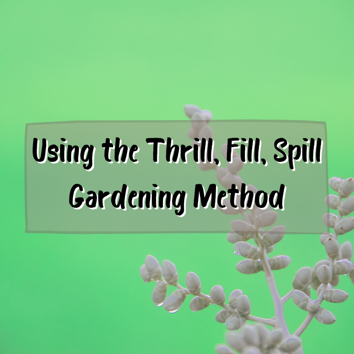 This article will provide information on the "thrill, fill, and spill" method of container gardening made famous by "Better Homes and Gardens."