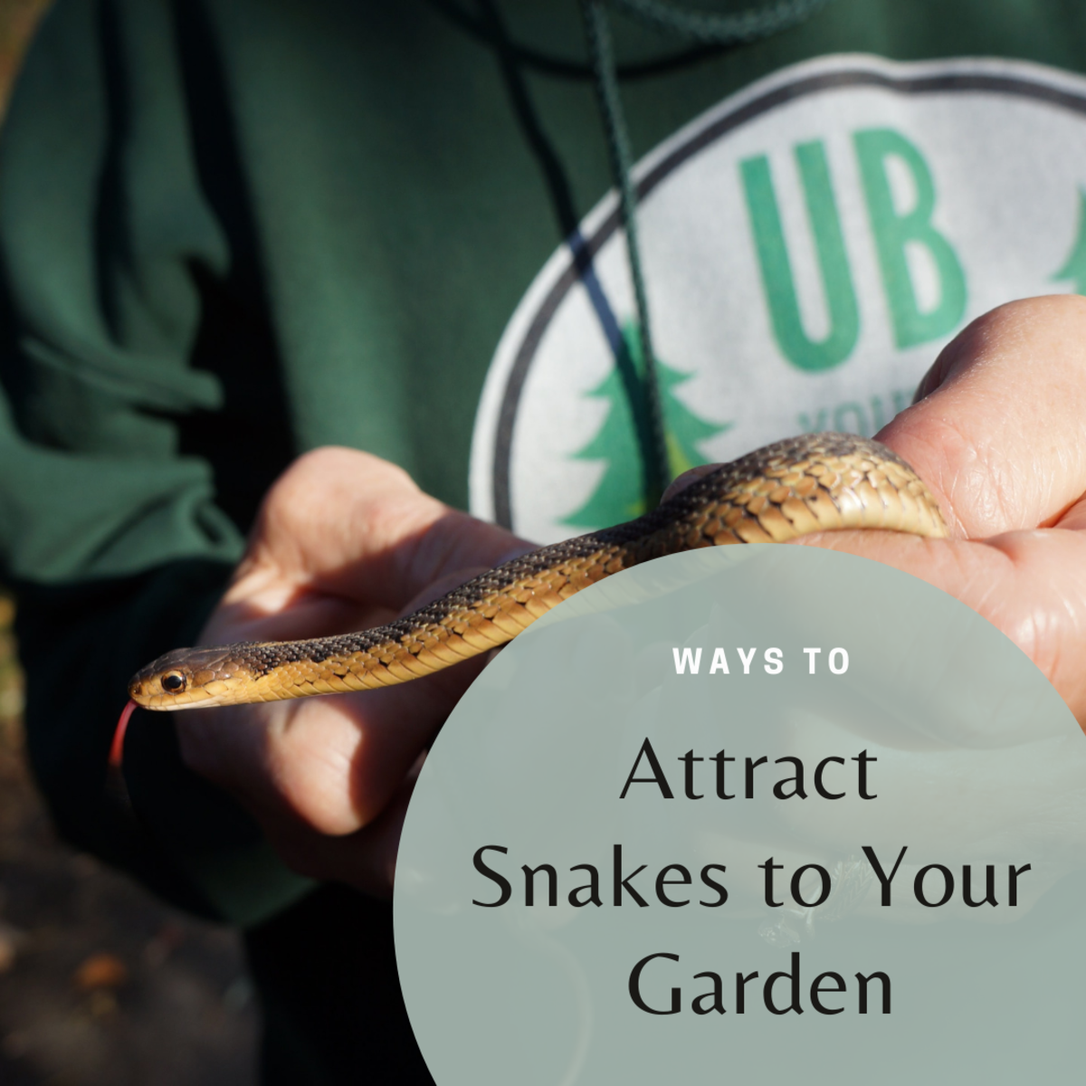 Snakes can be a beneficial presence in your yard or garden.