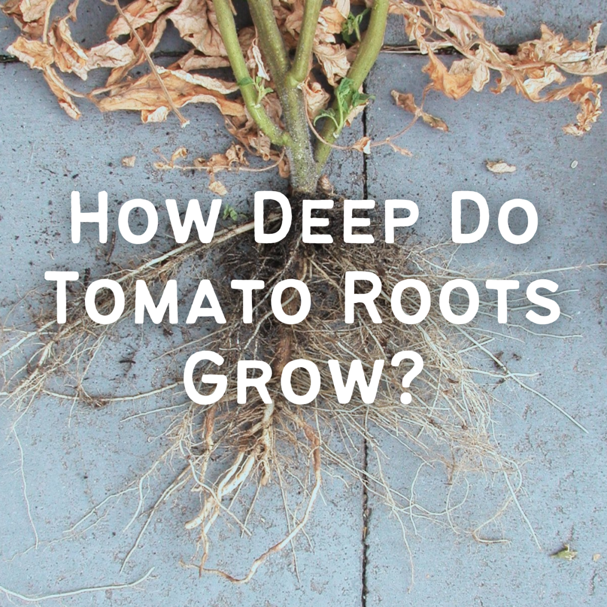 An effective root system on a determinate tomato variety. Notice the bunch of roots that have grown out of the buried stem.