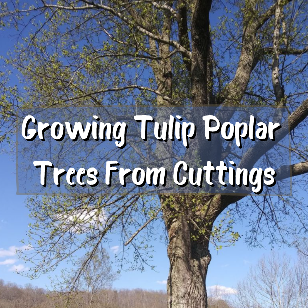 How to Grow Tulip Poplar Trees From Cuttings