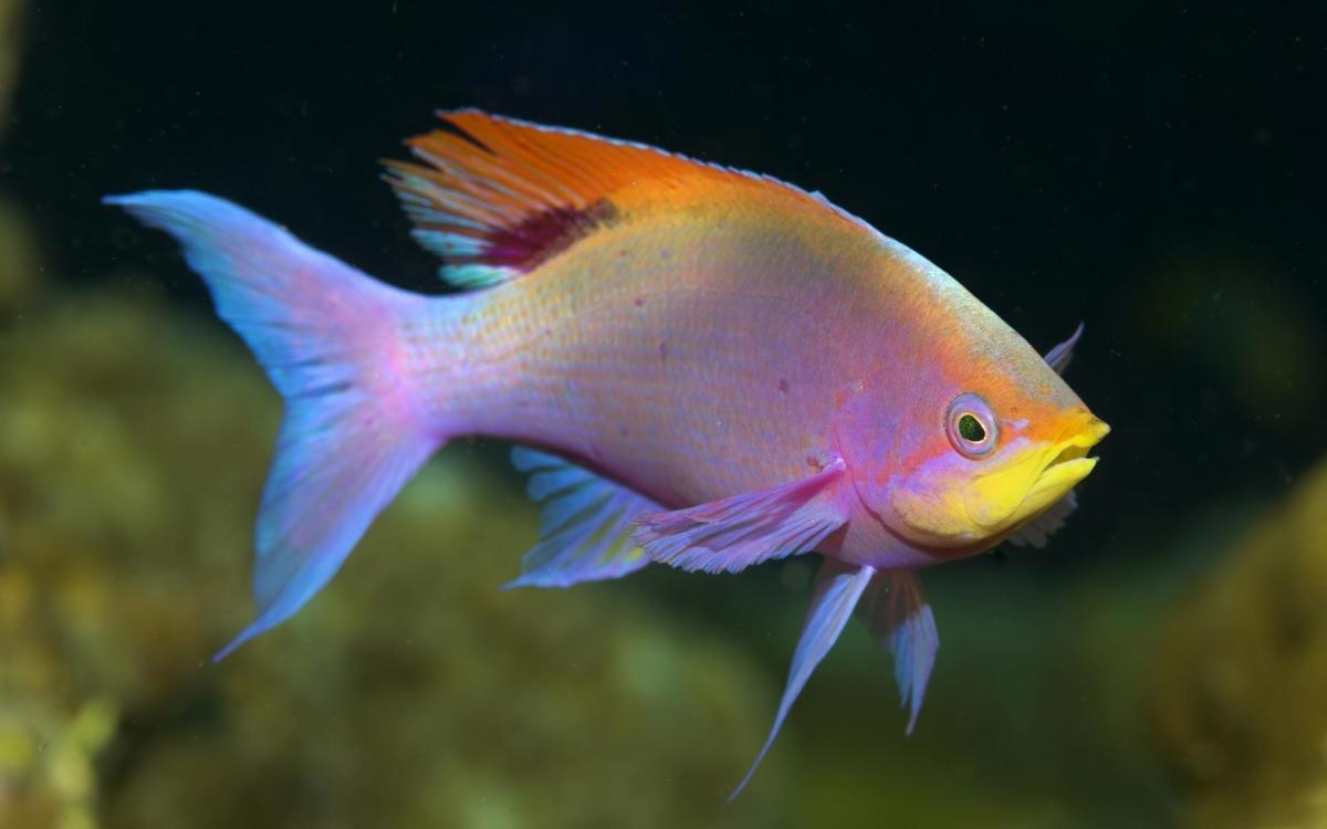 Fish Personalities: The Good, the Bad, and the Ugly