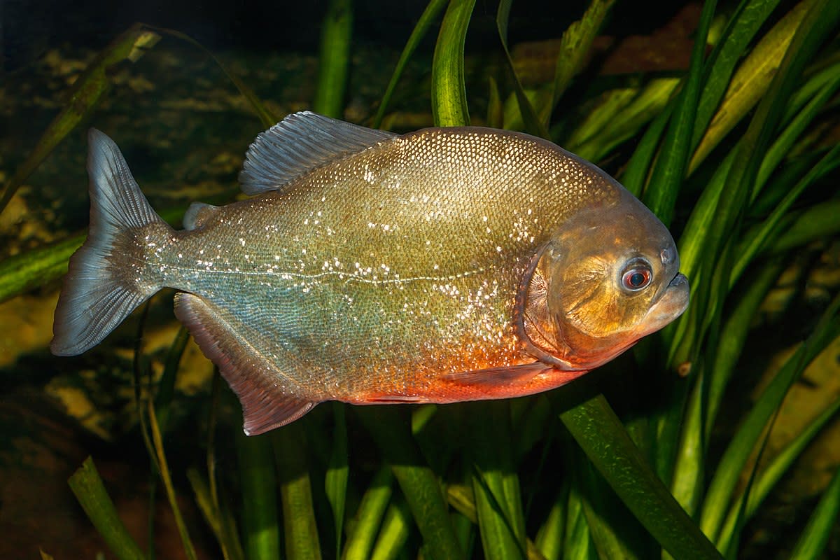 fish-personalities-the-good-the-bad-and-the-ugly