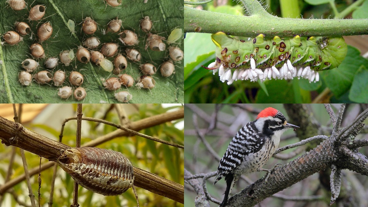 top left clockwise: mummified aphids, Braconid wasp on hornworm, Nuttall's woodpecker, praying mantis ootheca 