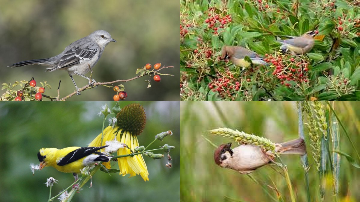 Foraging birds, from the top left going clockwise: mockingbird with rosehips, cedar waxwings on toyon, sparrow on seed head of grass, goldfinch on a coneflower.